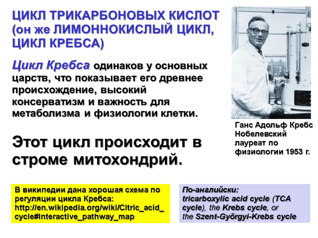 Цикл Кребса одинаков у основных царств, что показывает его древнее происхождение, высокий консерватизм и